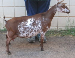Nigerian dwarf dairy goats for sale in nm